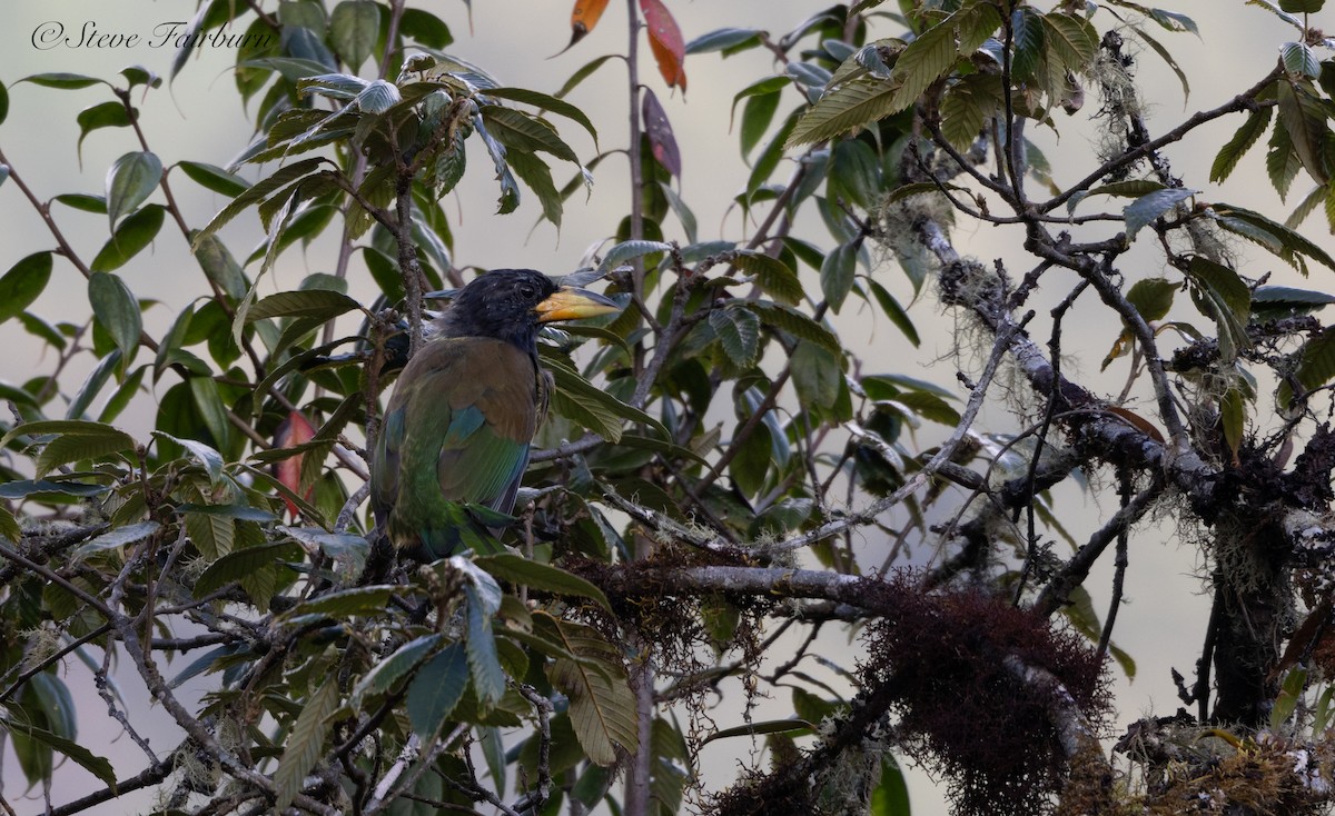 Great Barbet - ML626601671