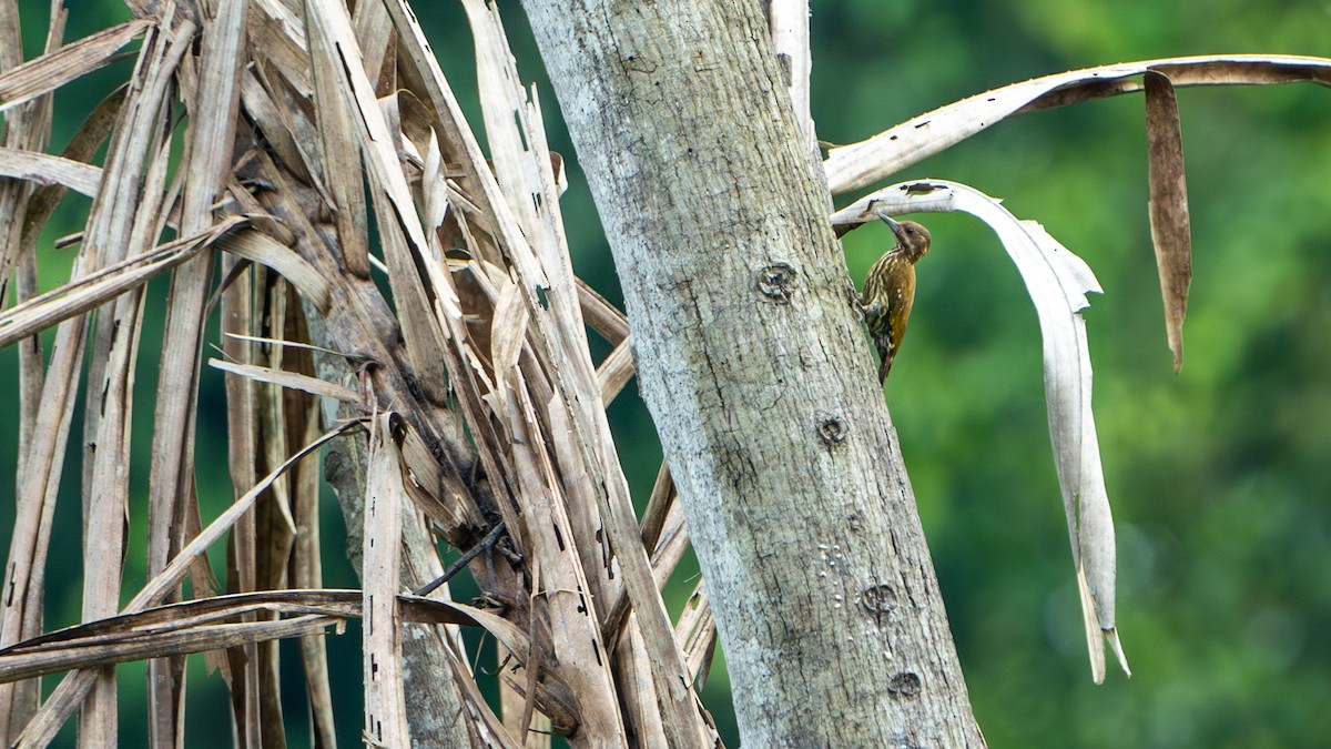 Melancholy Woodpecker - ML626601838