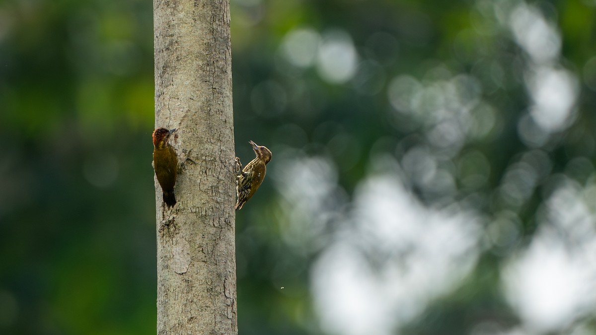 Melancholy Woodpecker - ML626601847
