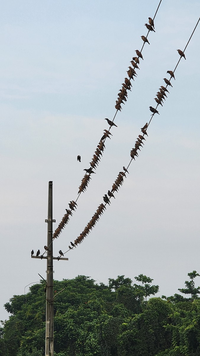 Chestnut-tailed Starling - ML626601964