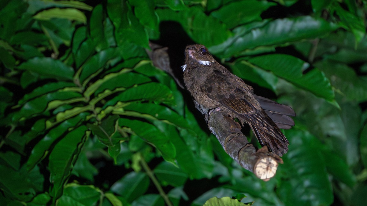 brunnattravn - ML626601965