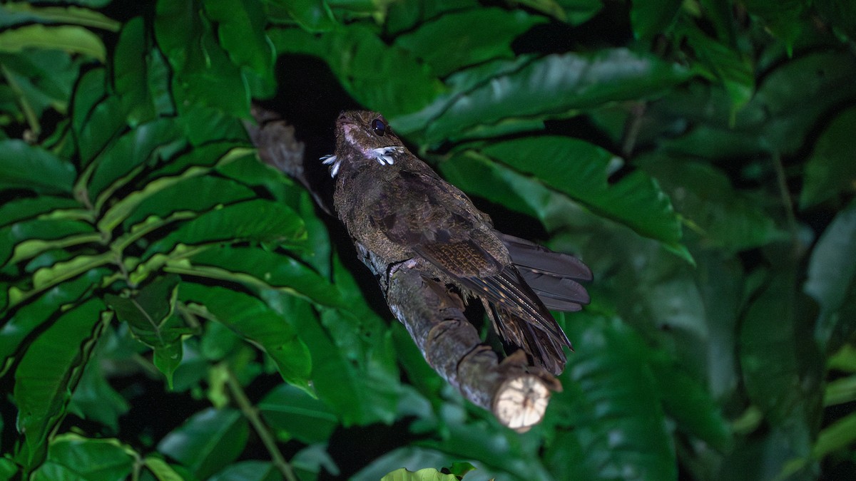 brunnattravn - ML626601966