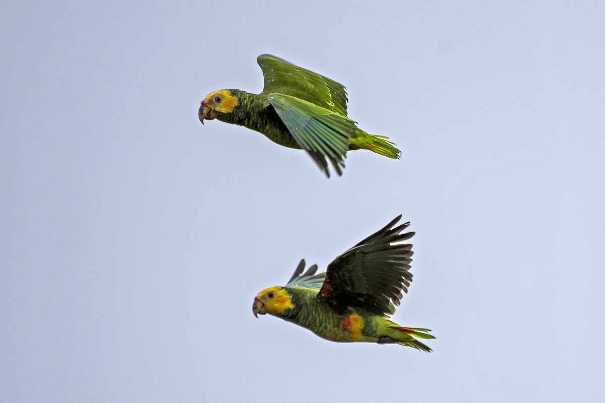 Yellow-faced Parrot - ML626601979