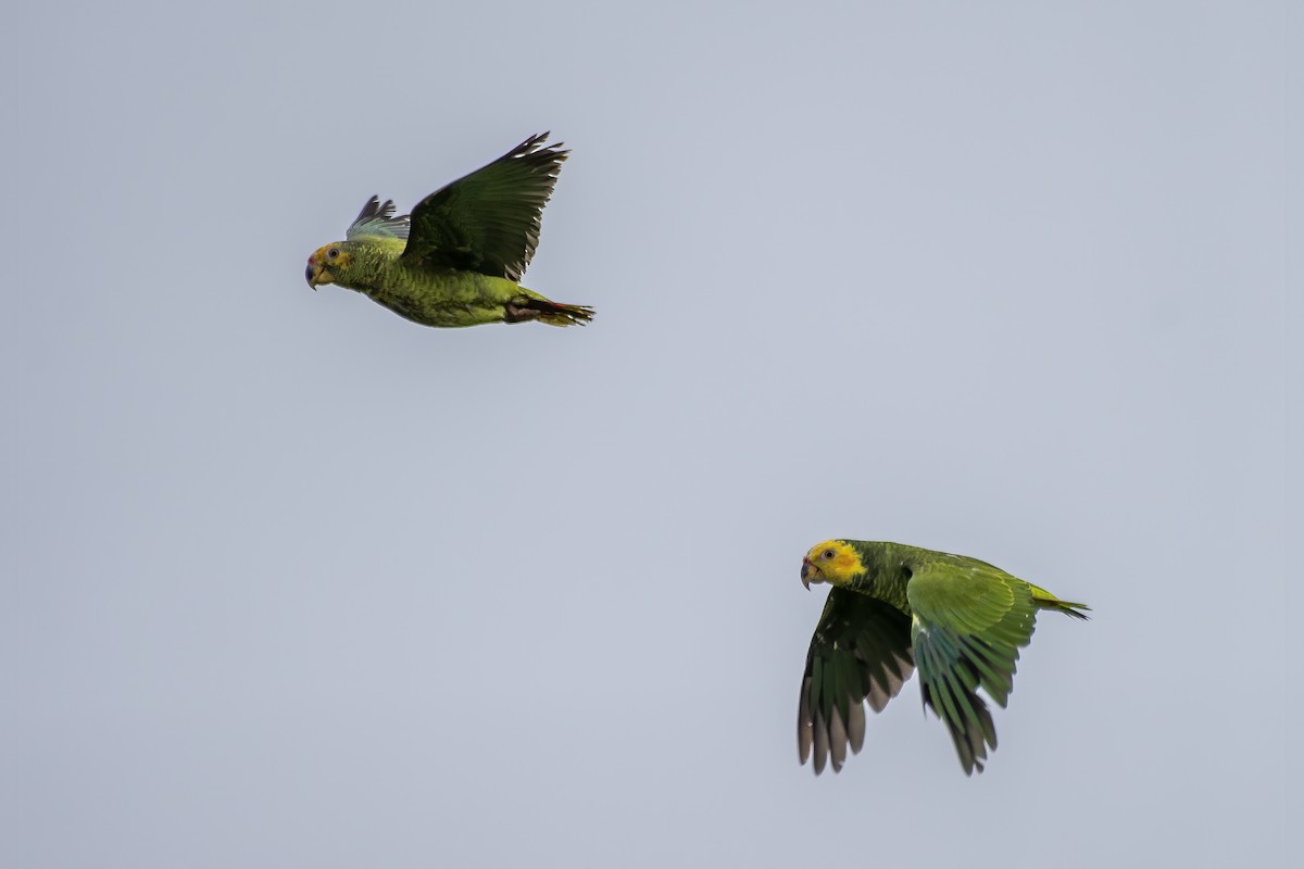 Yellow-faced Parrot - ML626601980