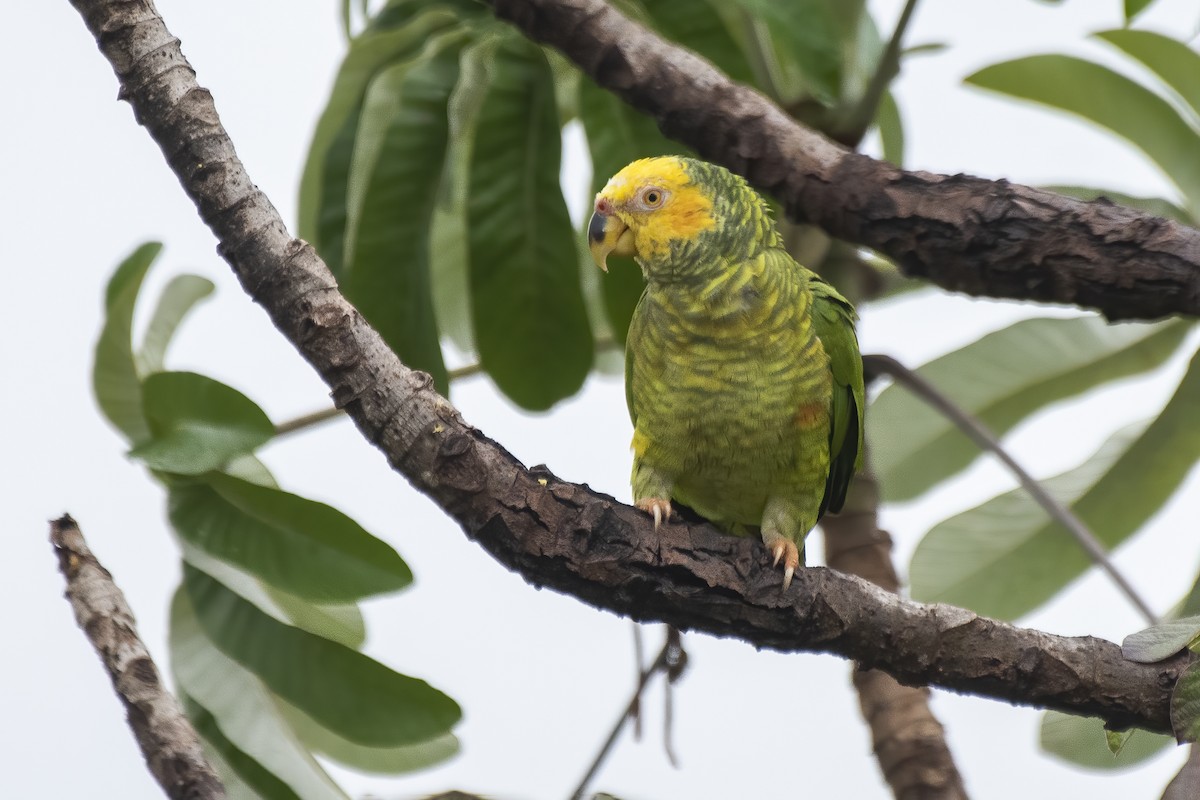 Yellow-faced Parrot - ML626601981