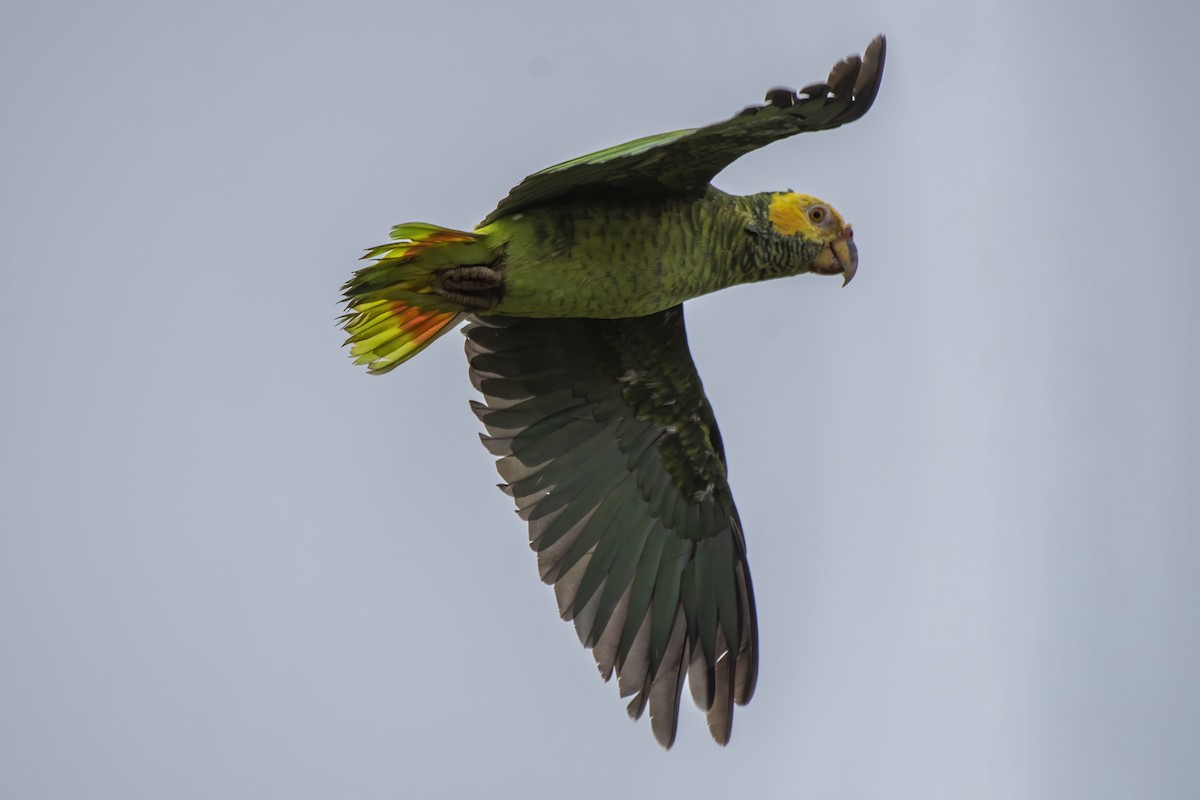 Yellow-faced Parrot - ML626601987