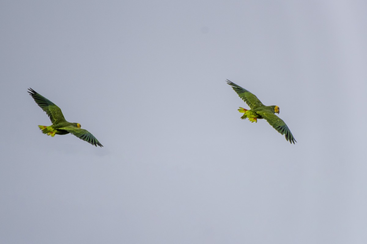 Yellow-faced Parrot - ML626601988