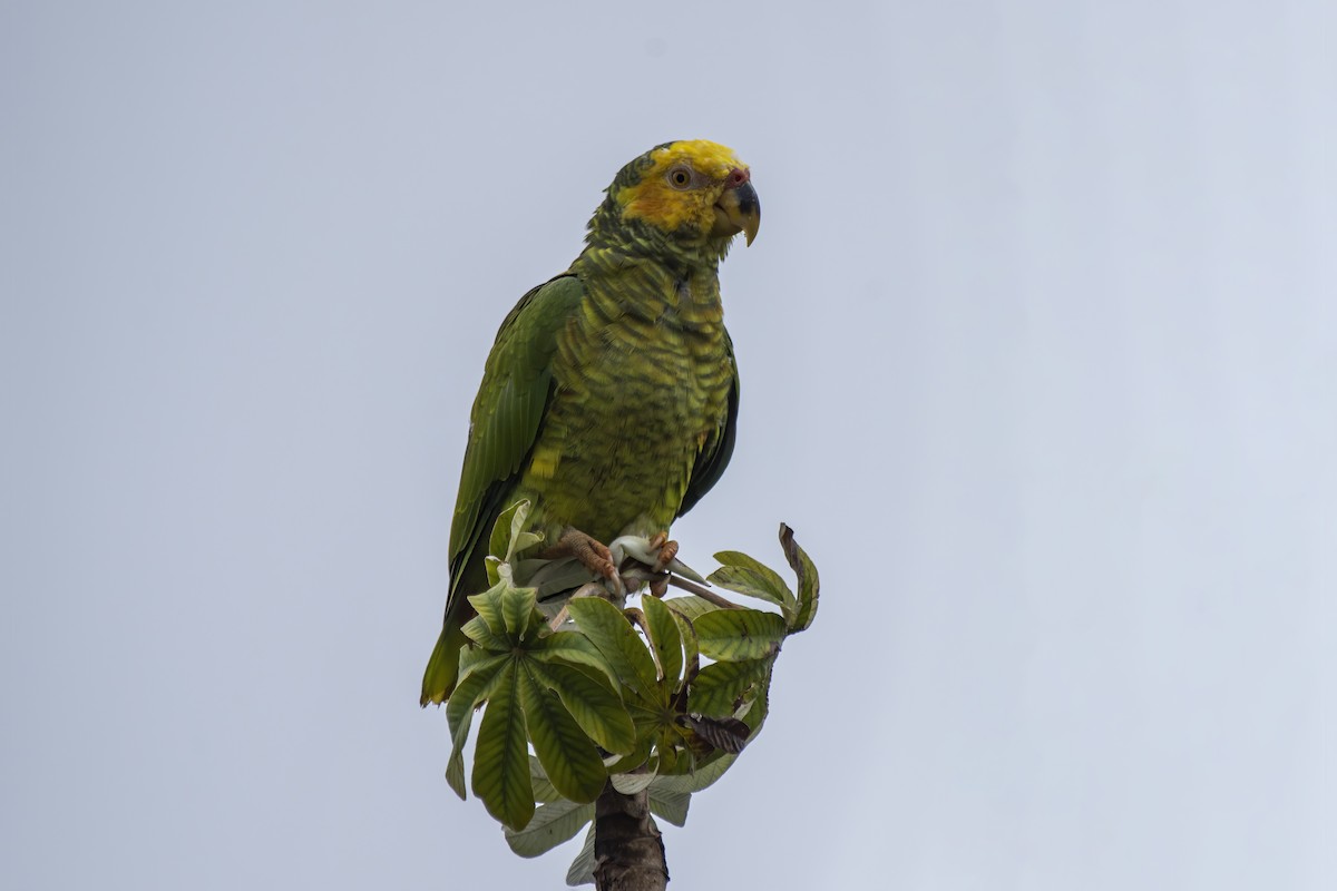 Yellow-faced Parrot - ML626601989