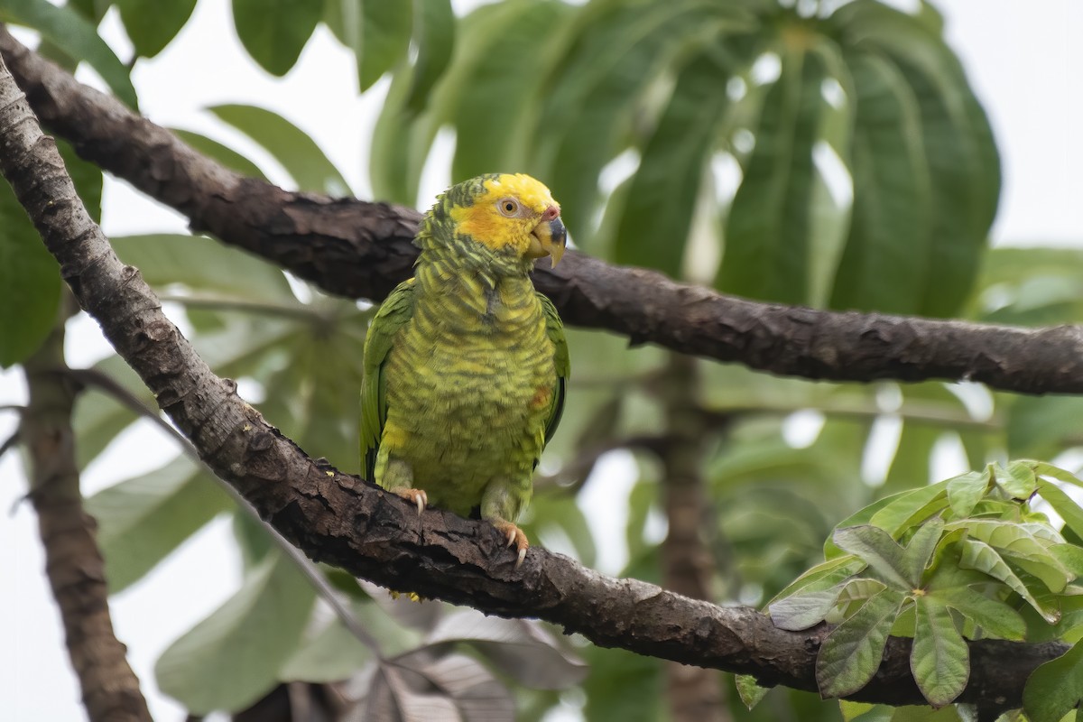 Yellow-faced Parrot - ML626601991