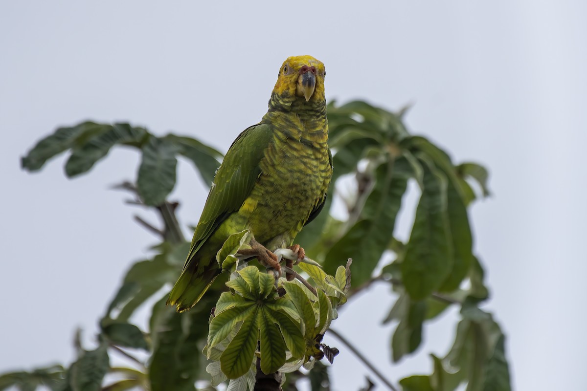 Yellow-faced Parrot - ML626601992