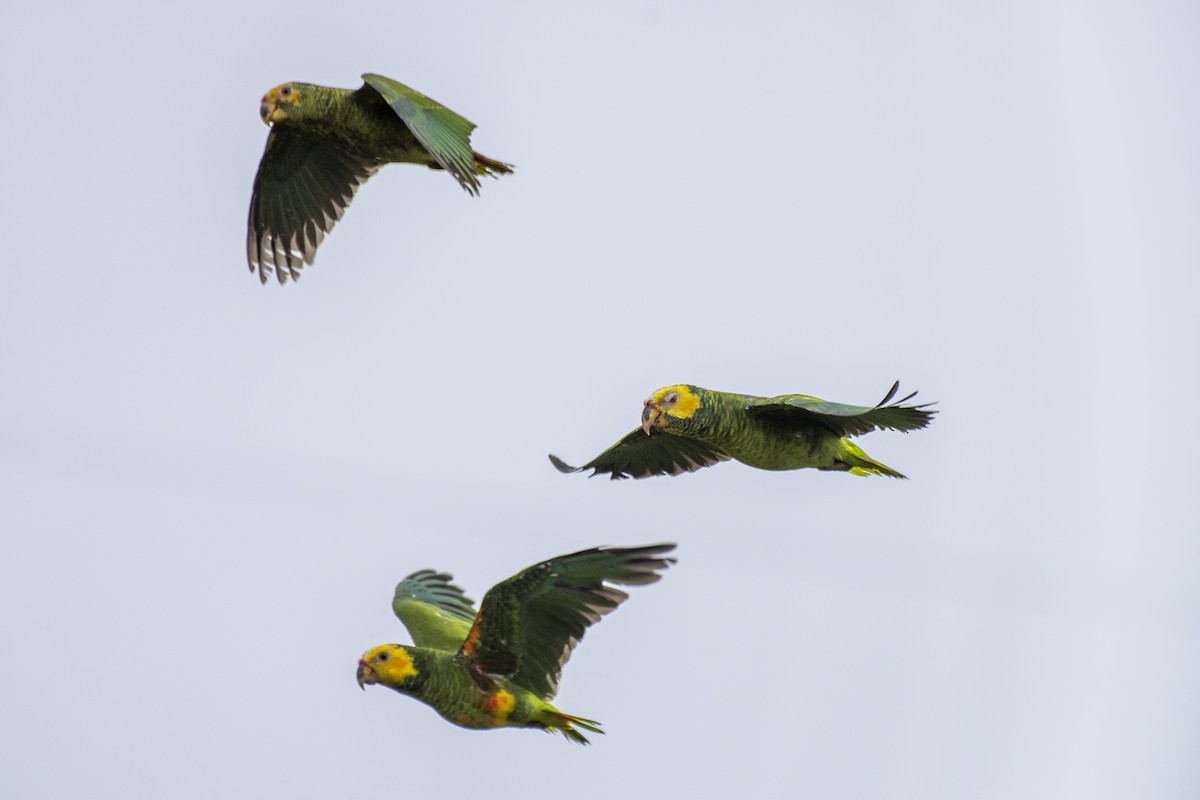 Yellow-faced Parrot - ML626601993