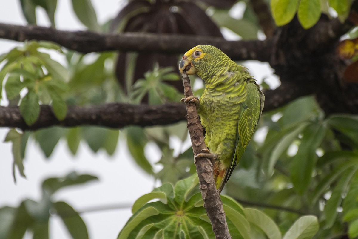 Yellow-faced Parrot - ML626601994