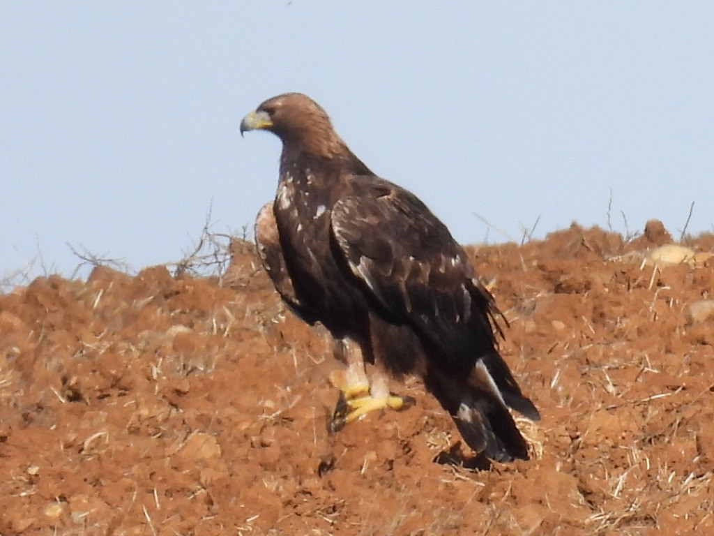 Golden Eagle - ML626602094