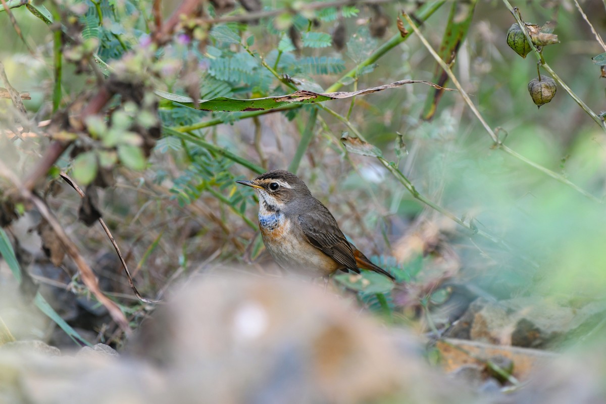 Bluethroat - ML626602125