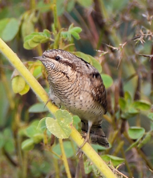 Eurasian Wryneck - ML626602133