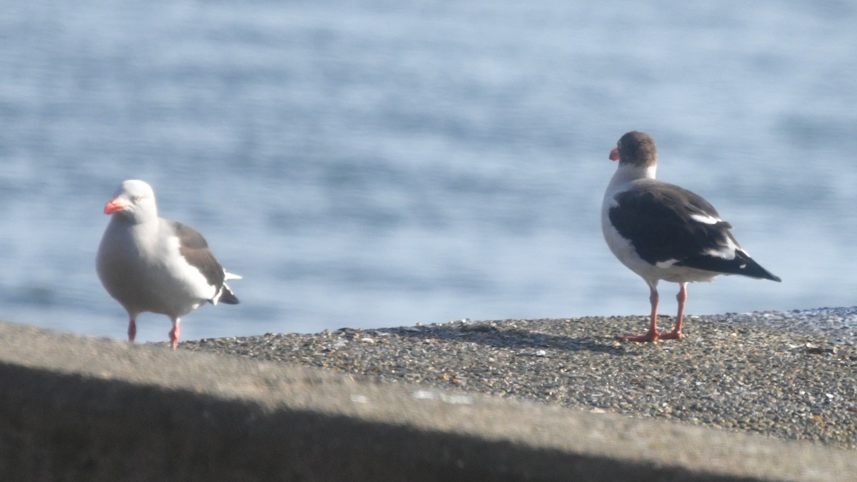 Dolphin Gull - ML626602496