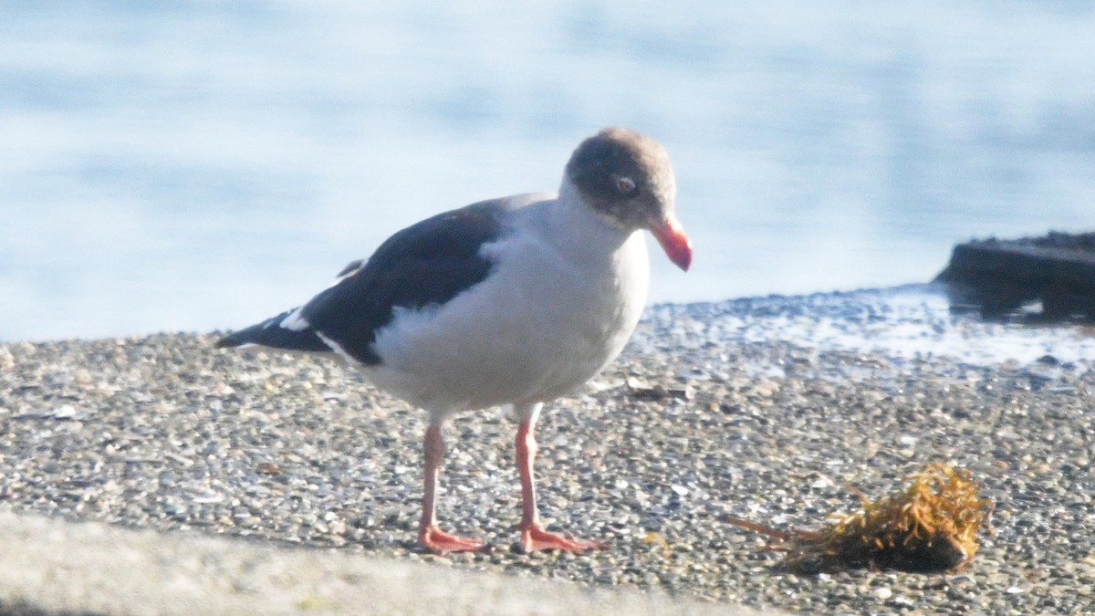 Dolphin Gull - ML626602498