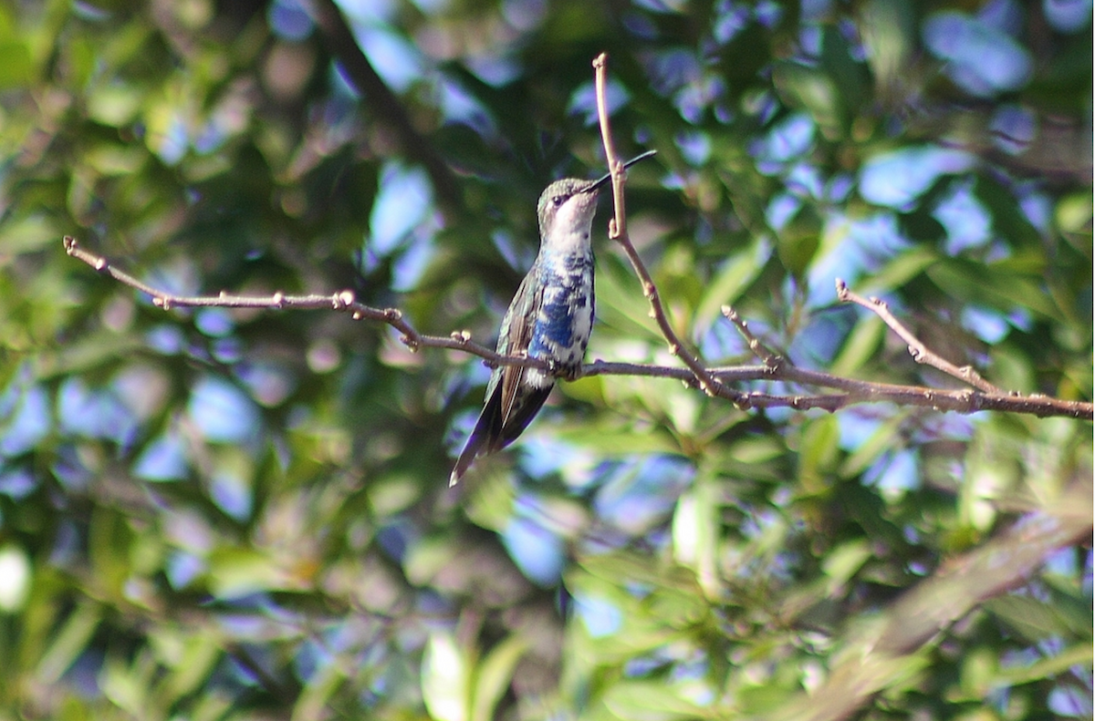 Blue-tufted Starthroat - ML626602543