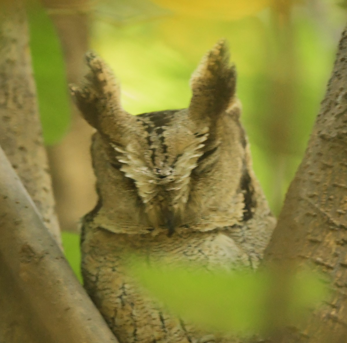 Indian Scops-Owl - ML626602838