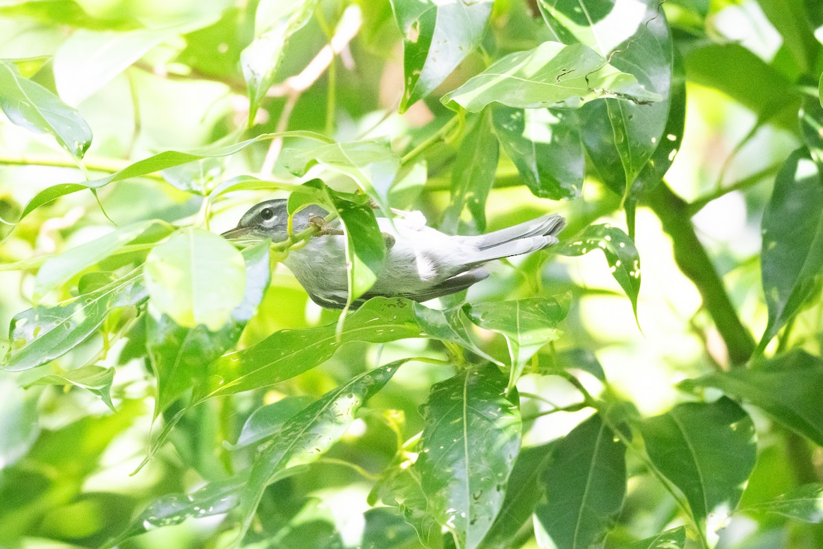 Plumbeous Warbler - ML626602854