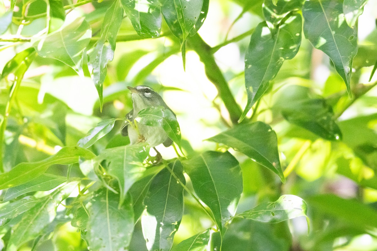 Plumbeous Warbler - ML626602855