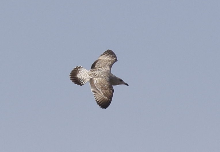 European Herring Gull - ML626602903