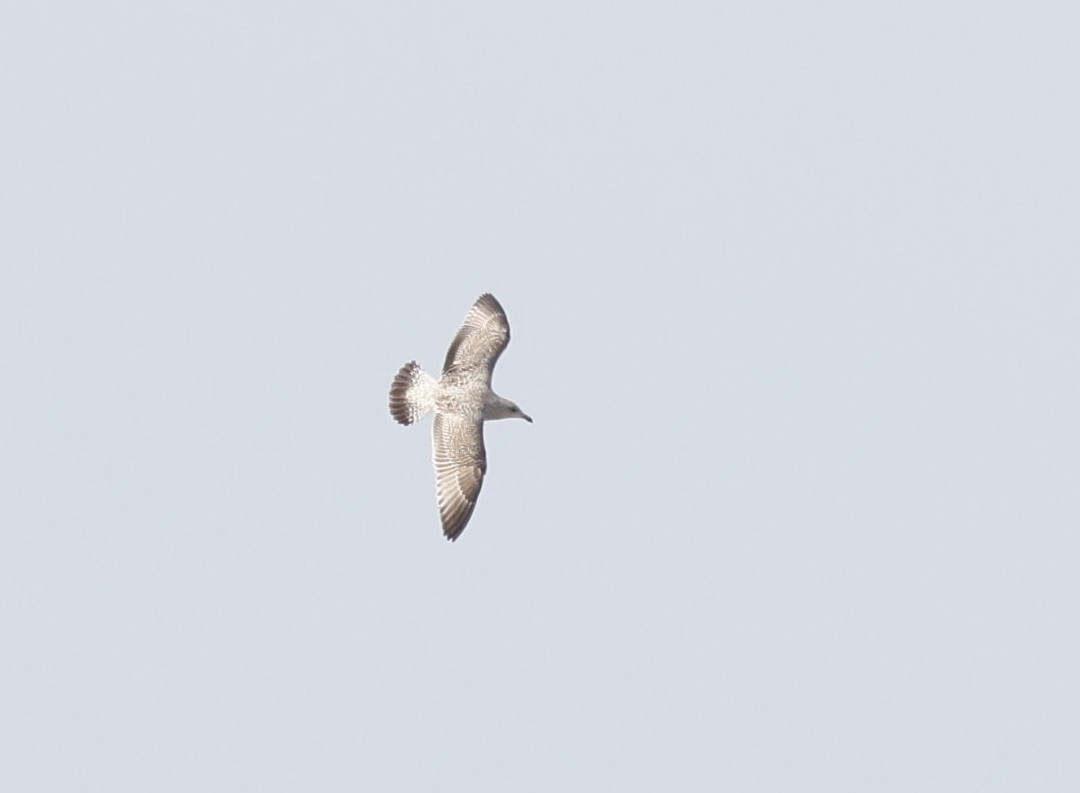 European Herring Gull - ML626602904