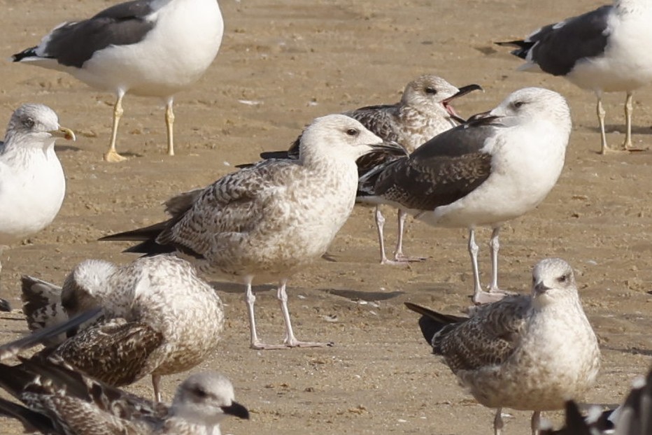 European Herring Gull - ML626602915