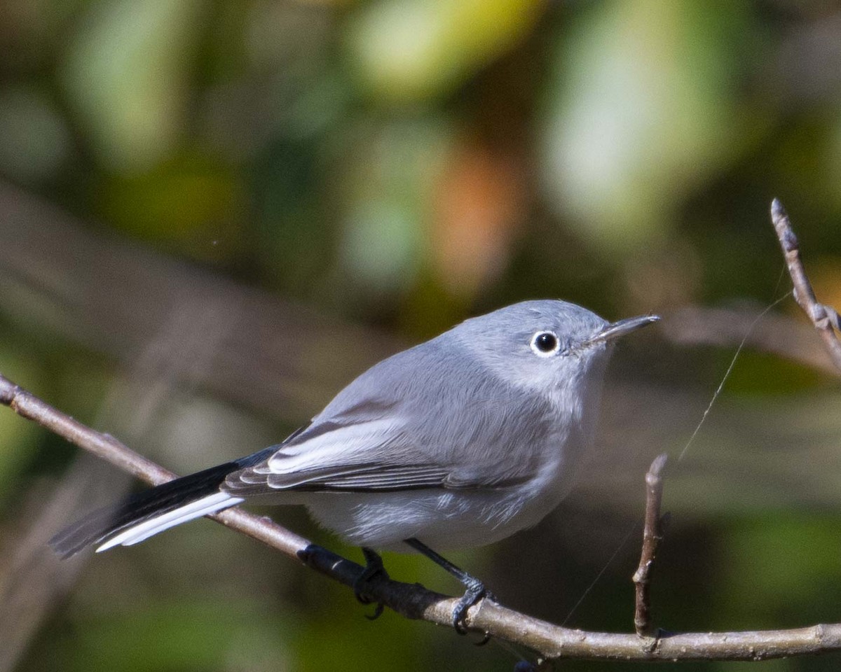 Blue-gray Gnatcatcher - ML626602977