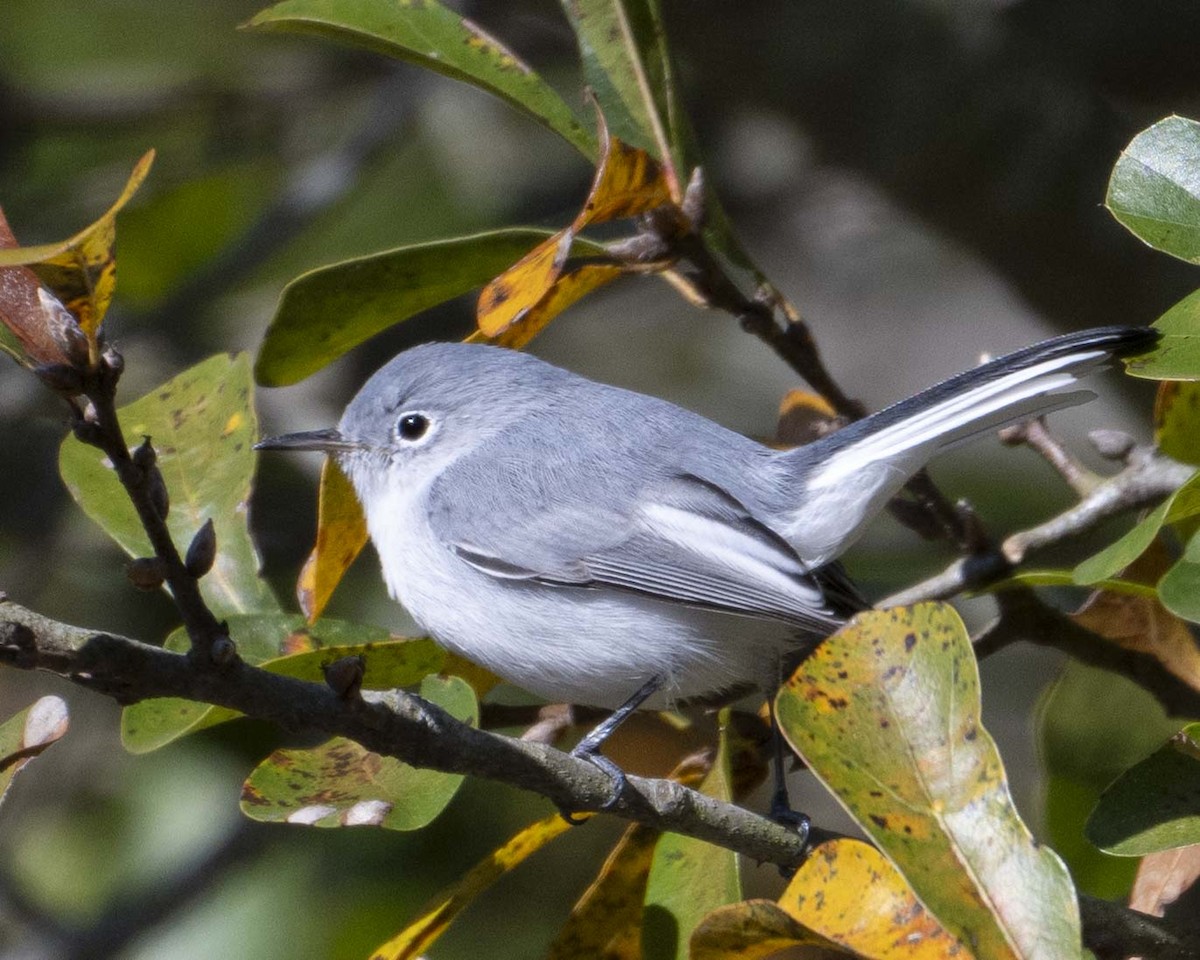 Blue-gray Gnatcatcher - ML626602978