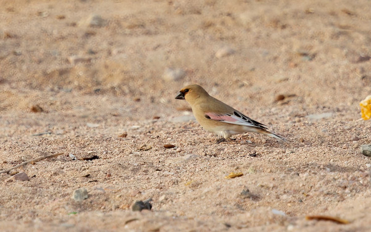 Desert Finch - ML626602996