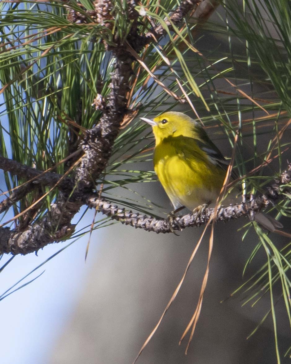 Pine Warbler - ML626602997