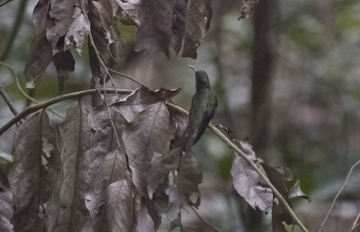 Rufous-breasted Hermit - ML626603128