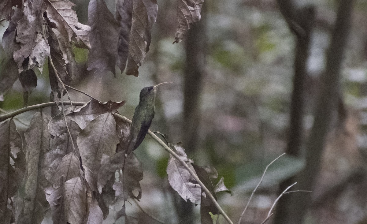 Rufous-breasted Hermit - ML626603131