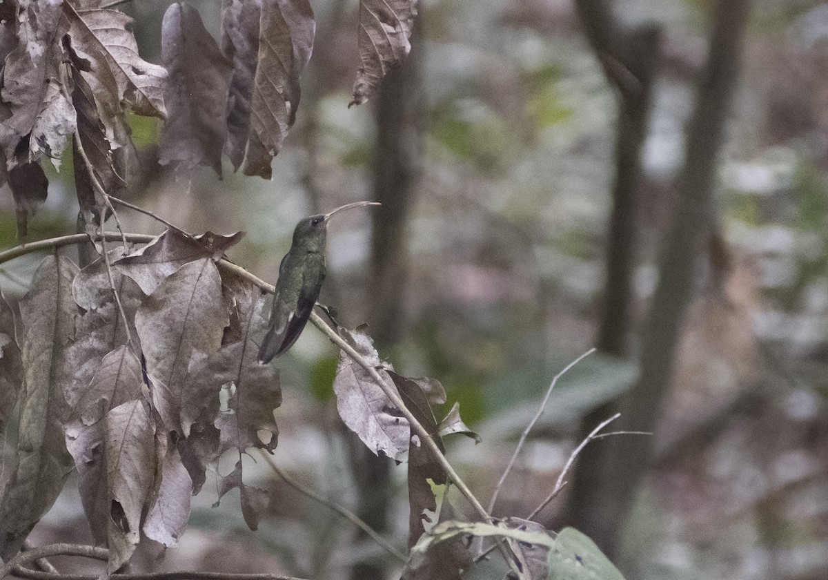 Rufous-breasted Hermit - ML626603133