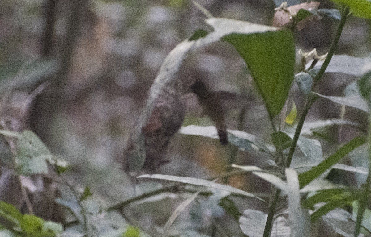 Rufous-breasted Hermit - ML626603134