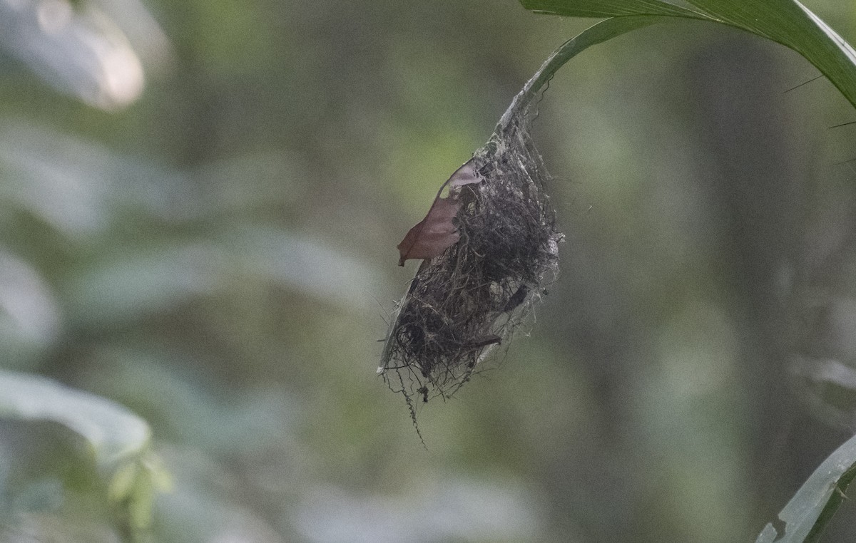 Rufous-breasted Hermit - ML626603135