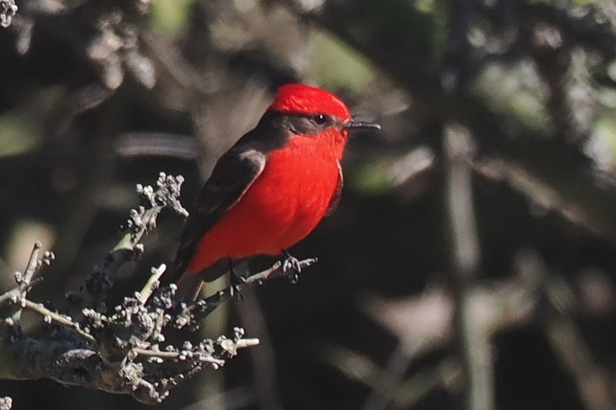 Vermilion Flycatcher (Austral) - ML626603210
