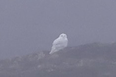 Harfang des neiges - ML626603248