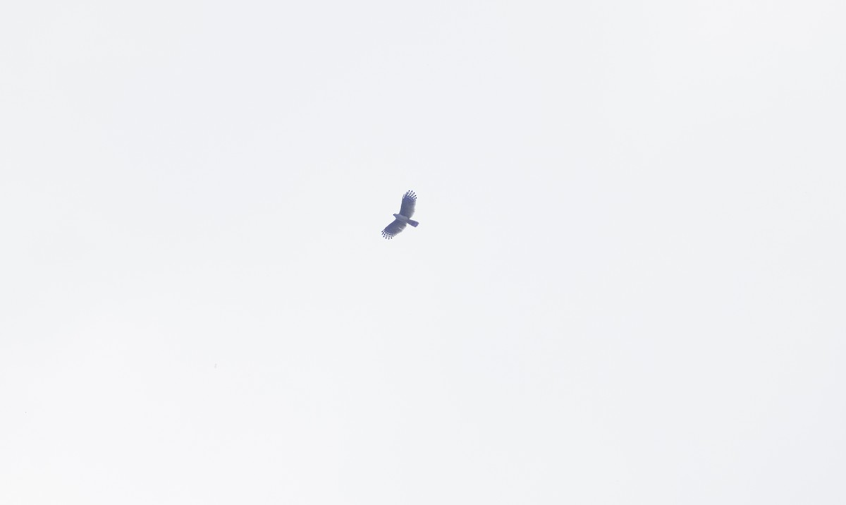 Gray-headed Kite - ML626603279