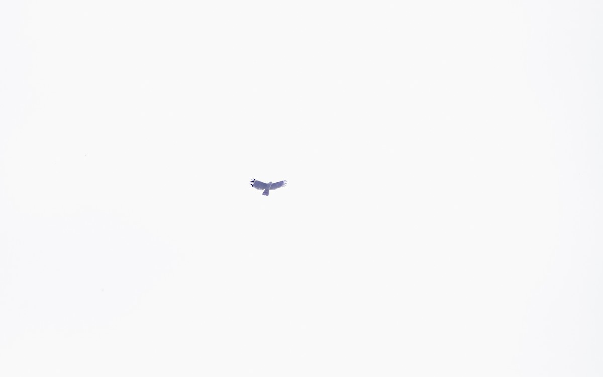Gray-headed Kite - ML626603280