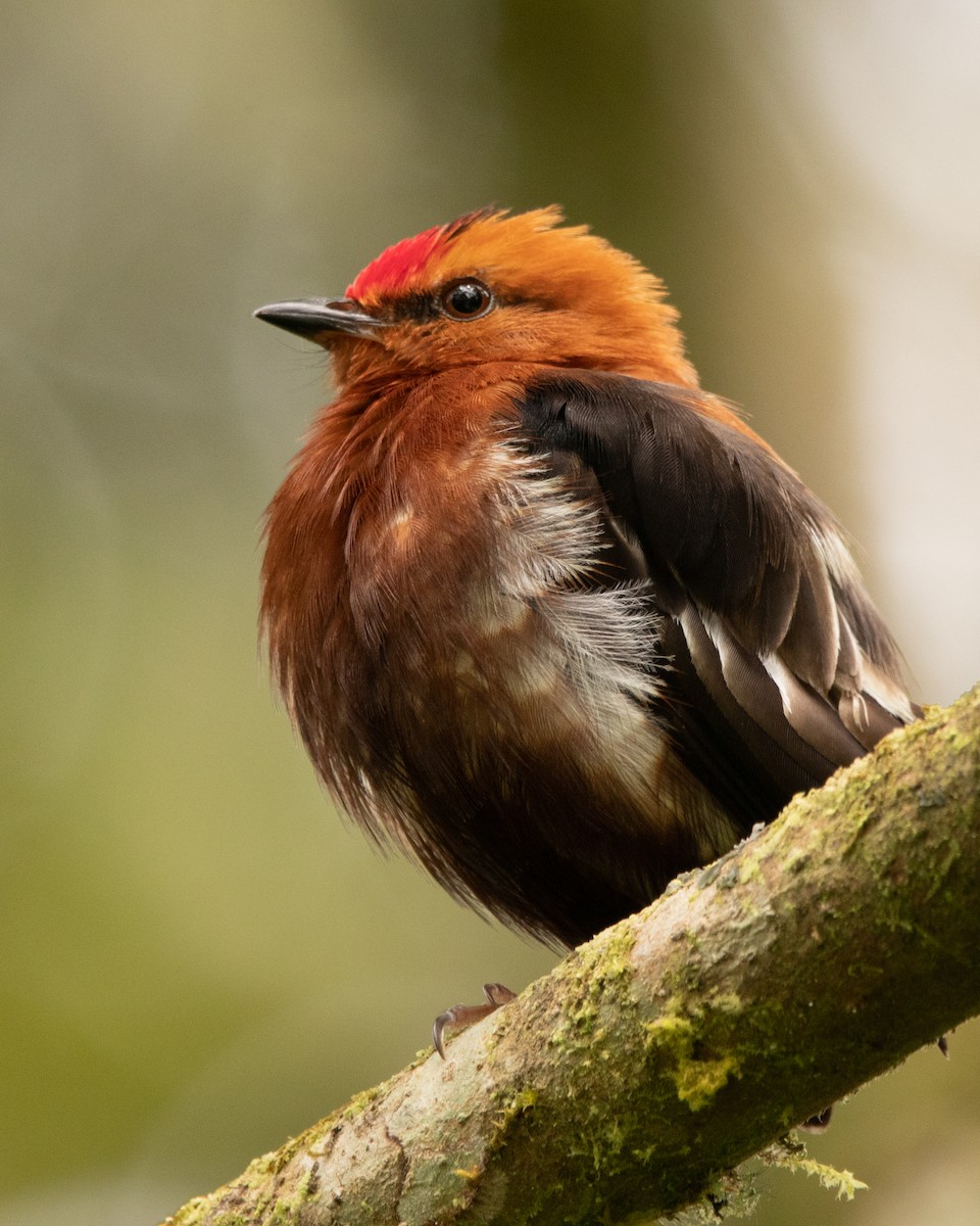 Club-winged Manakin - ML626603321