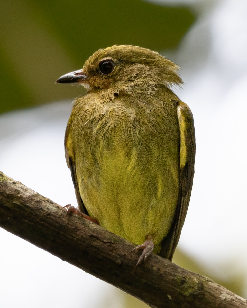 Club-winged Manakin - ML626603326