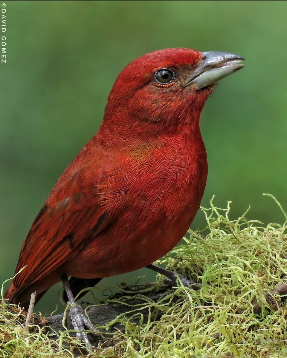 Hepatic Tanager - ML626603390