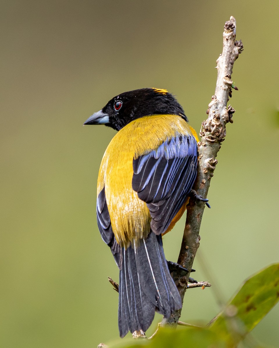 Black-chinned Mountain Tanager - ML626603407