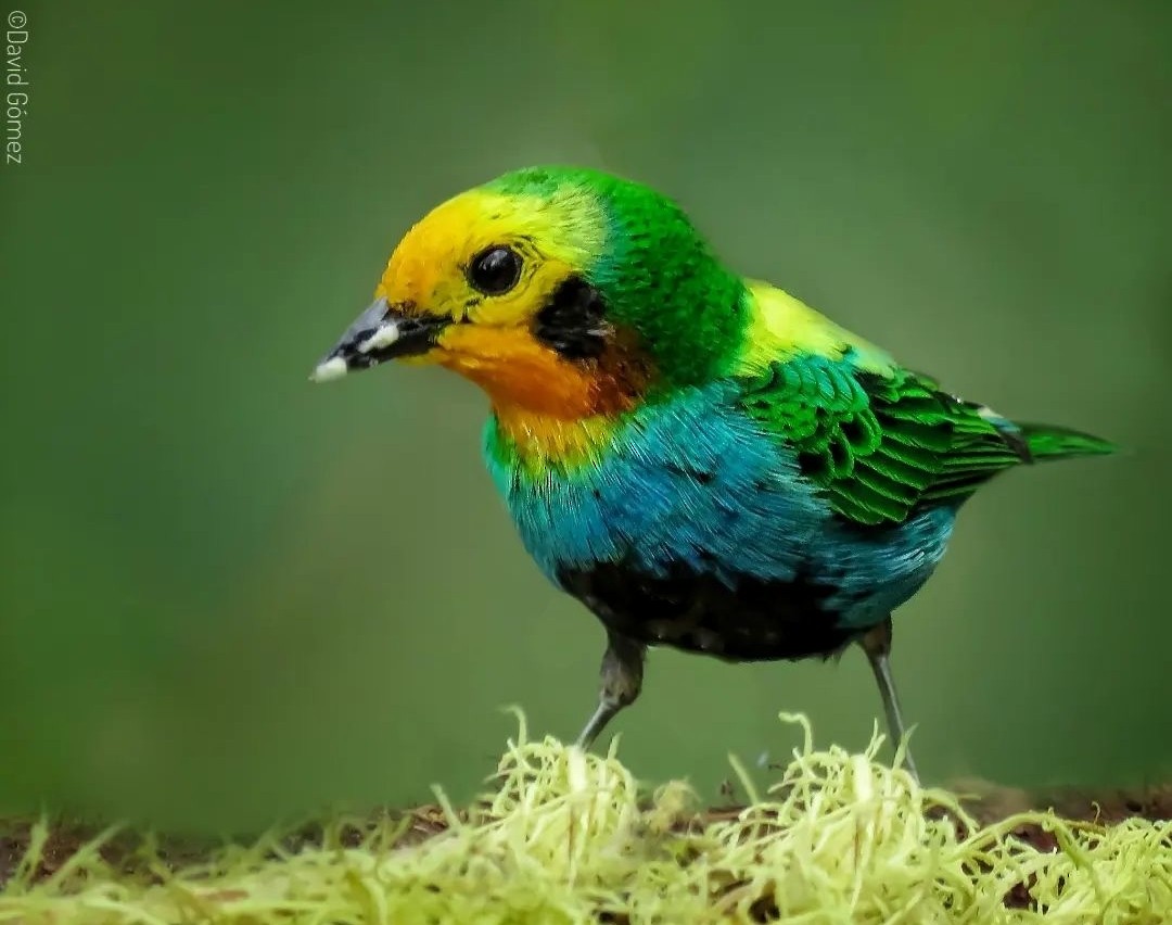 Multicolored Tanager - ML626603411