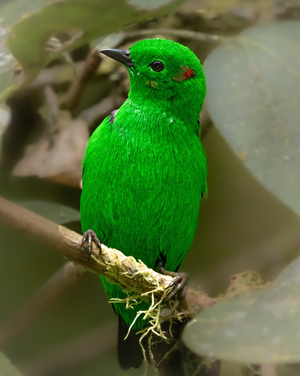 Glistening-green Tanager - ML626603437