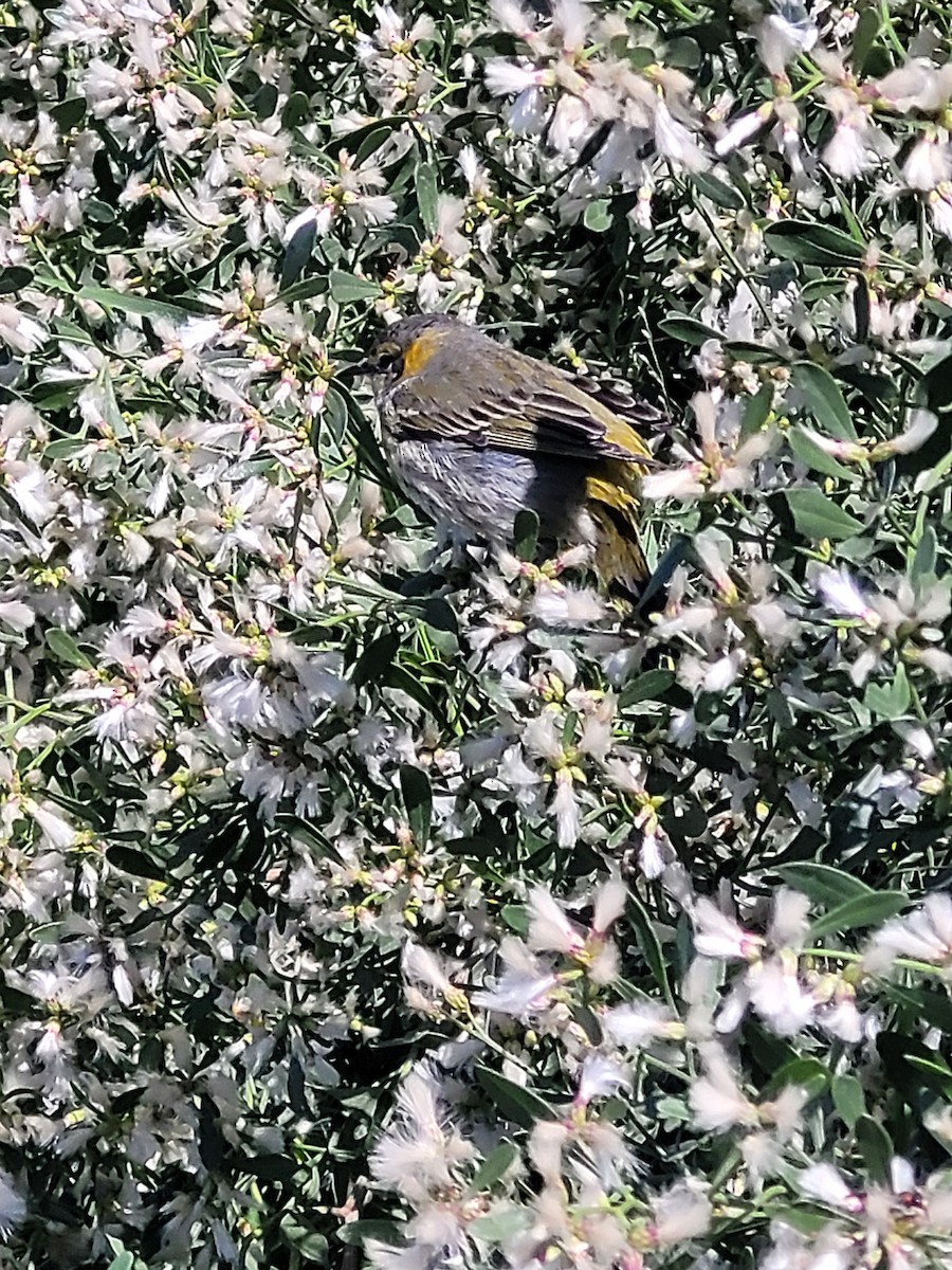 Cape May Warbler - ML626603665