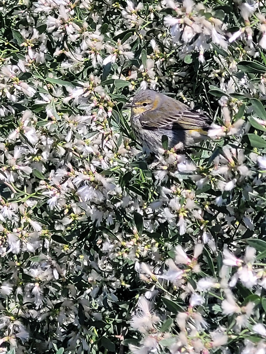 Cape May Warbler - ML626603708