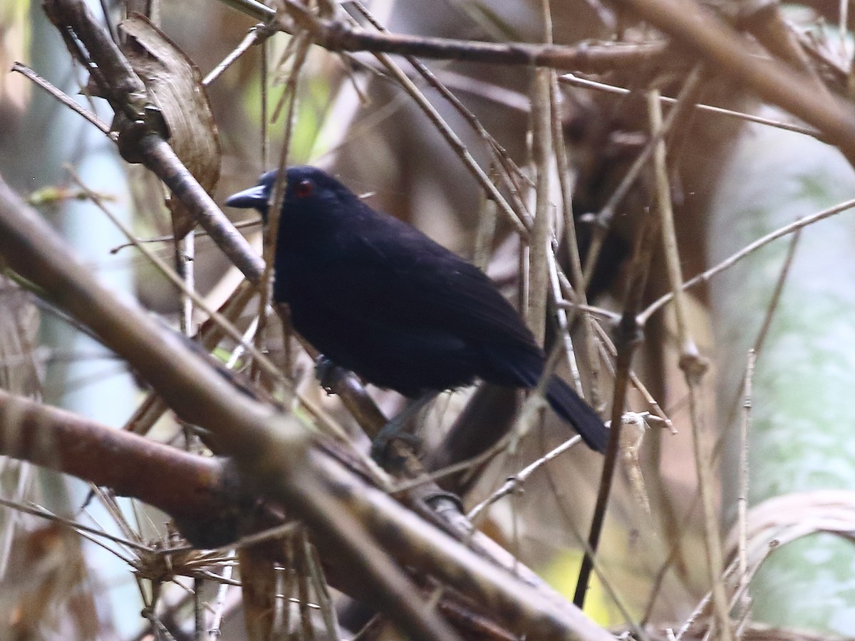 Goeldi's Antbird - ML626603908